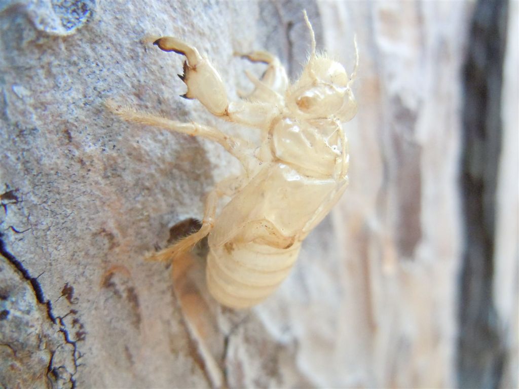 Cicada orni + altra, da Creta